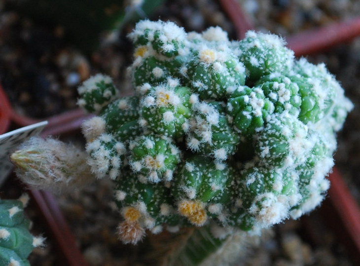 DSC_3834   A. cv. Kikko ( monster clump).jpg