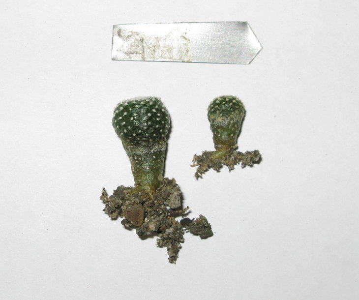 Bl. subterranea KK-1505, L.Bercht № 430
