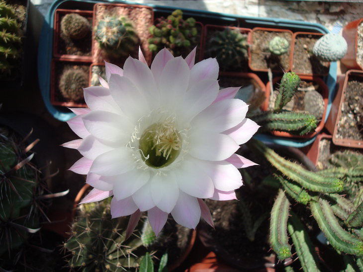 DSC07271.JPG