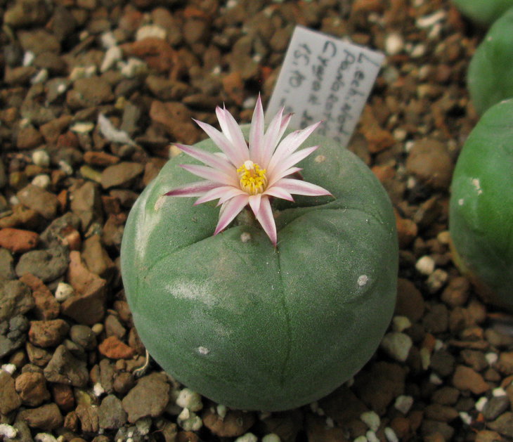 L.echinata var.diffusa. Panarotto