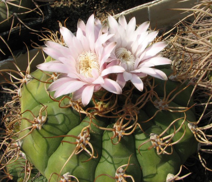 g. eurypleurum