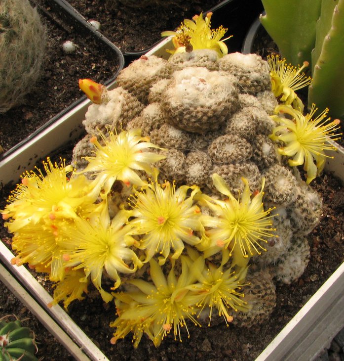 c. lauii