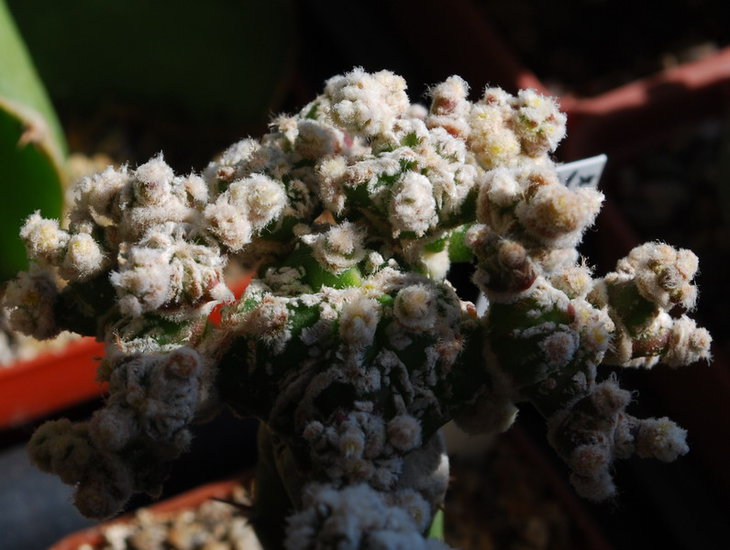 DSC_3785   A. cv. Kikko  ( monster clump).jpg