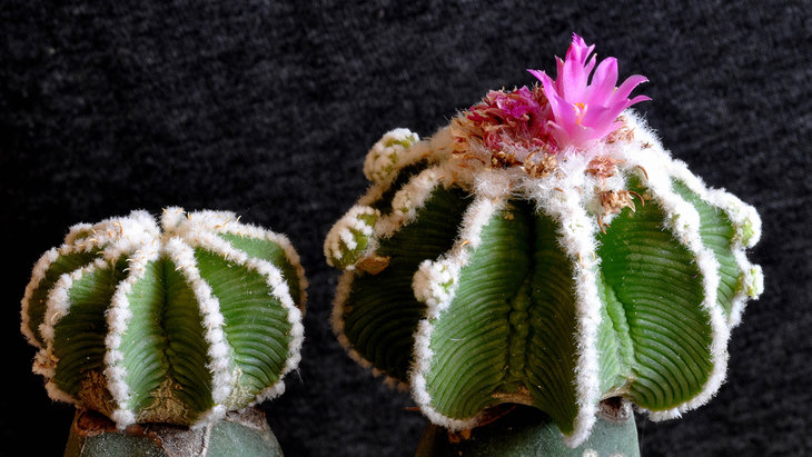 Aztekium hintoni.jpg