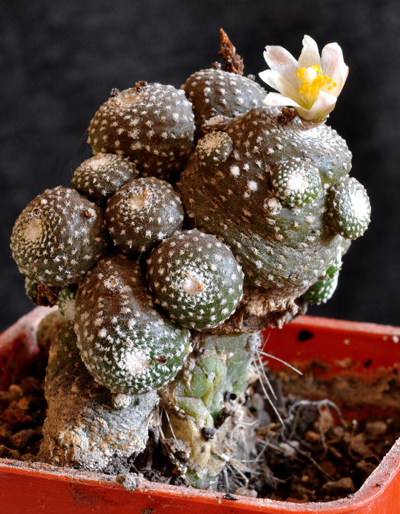 Blossfeldia liliputiana ( liliputana ).jpg