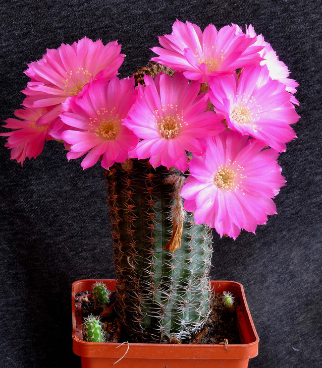 Lobivia winteriana .jpg