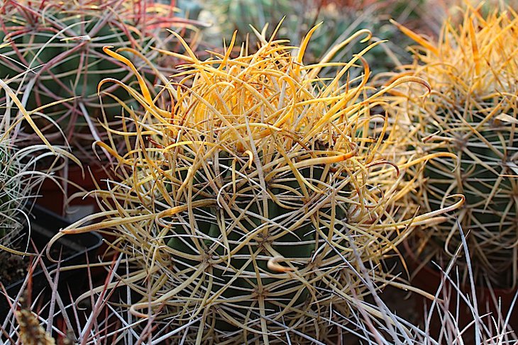 ferocactus chrysacanthus