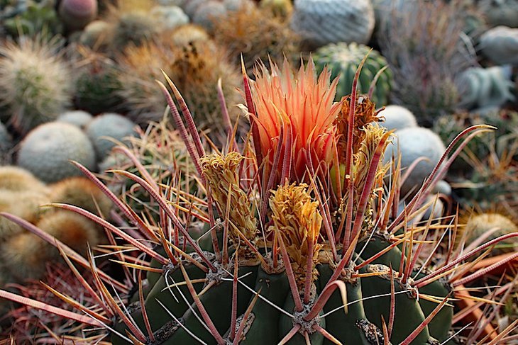ferocactus peninsulae