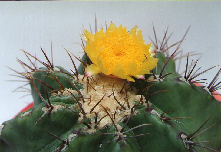 Echinocactus palmeri 1..jpg