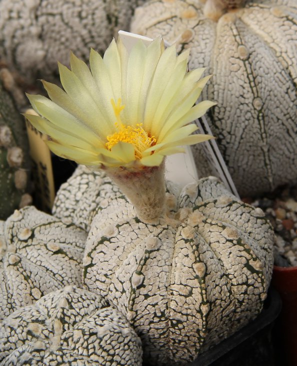 Astrophitum coahXSK