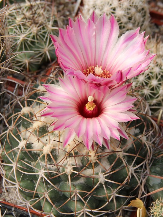 Coryphantha elephantidens