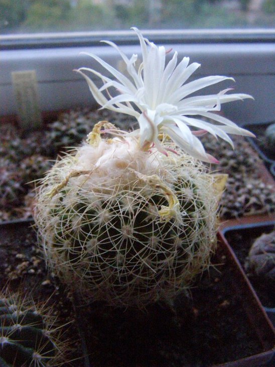 Discocactus araneispinus
