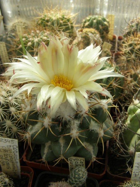 Coryphantha unicornis