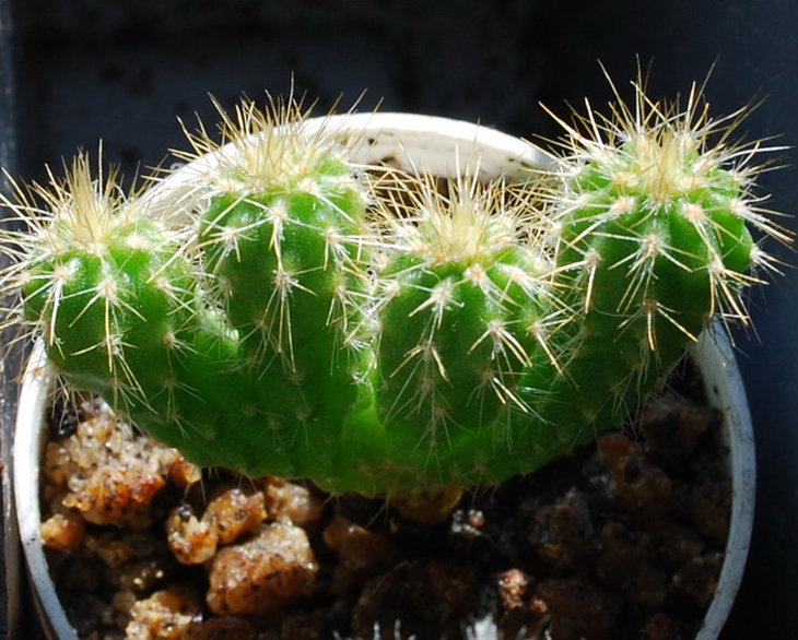 DSC_4104   Pilosocereus azureus.jpg