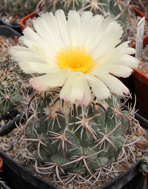 Coryphantha tripugionacantha KPP1604, San Capistrano, Zac.