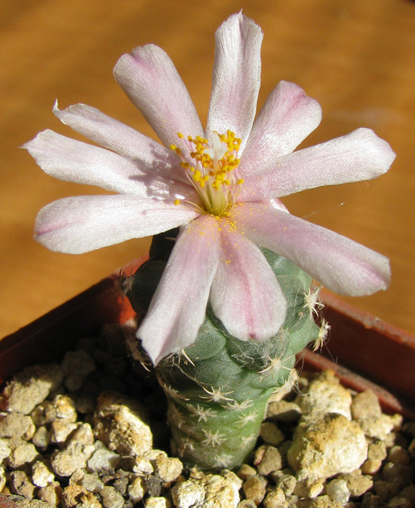 Turbinicarpus lophophoroides BZ25<br />Растению 1 год!