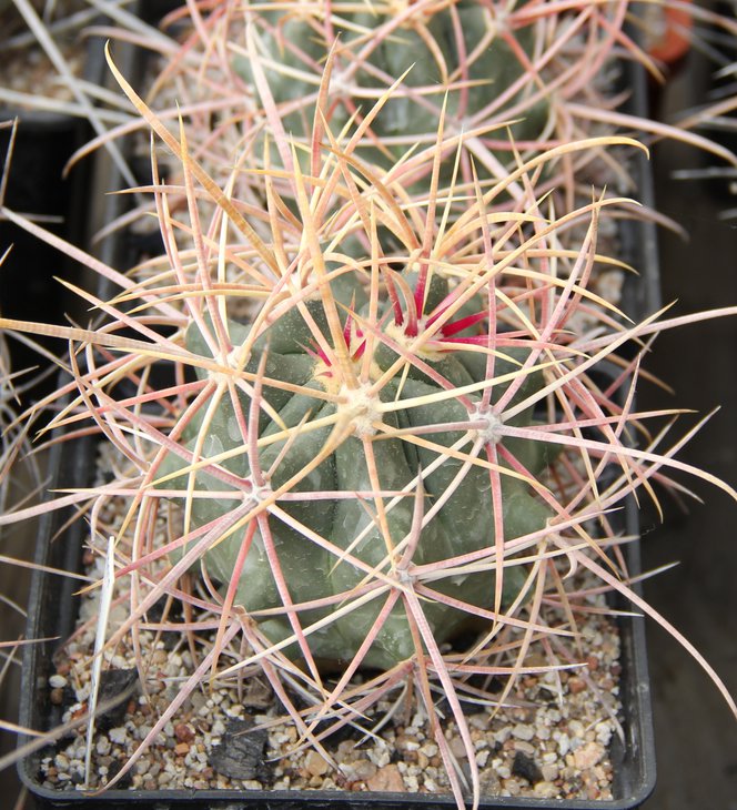 Ferocactus cylindraceus e Tecopa , CA   MG416.9