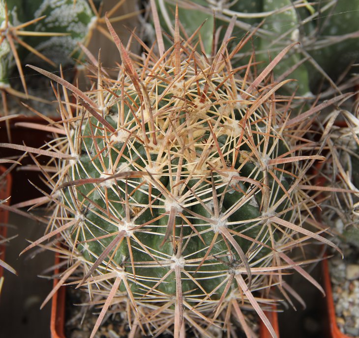 Ferocactus fordii.