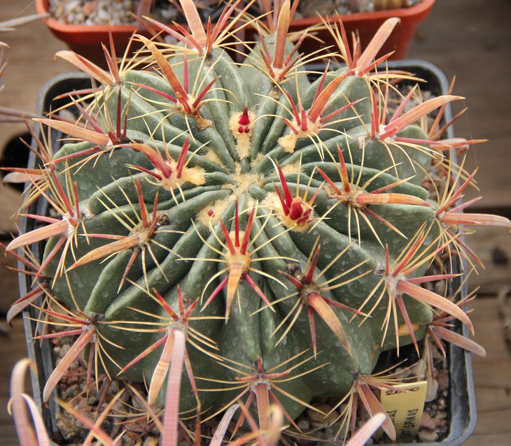 Ferocactus latispinus ..