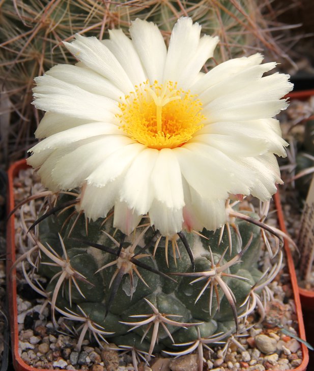 Coryphantha tripugionacantha KPP1604, San Capistrano, Zac..