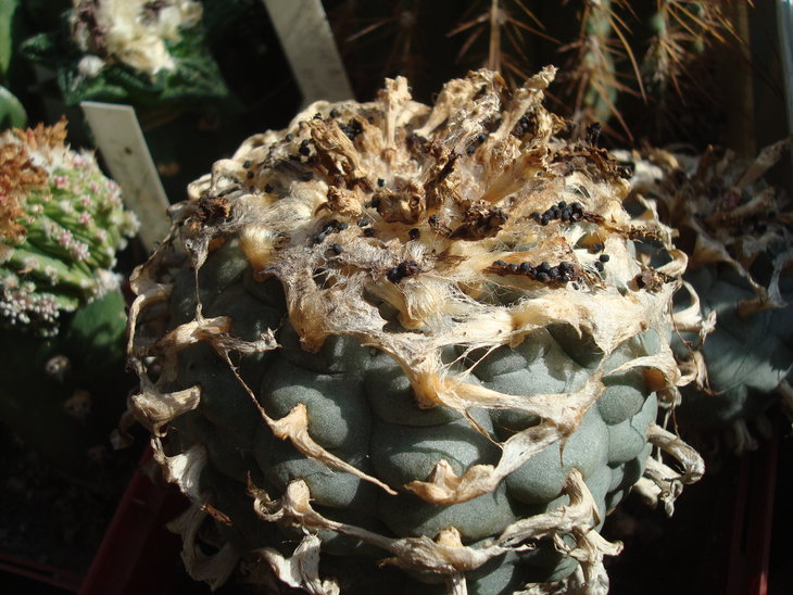 DSC07955.JPG