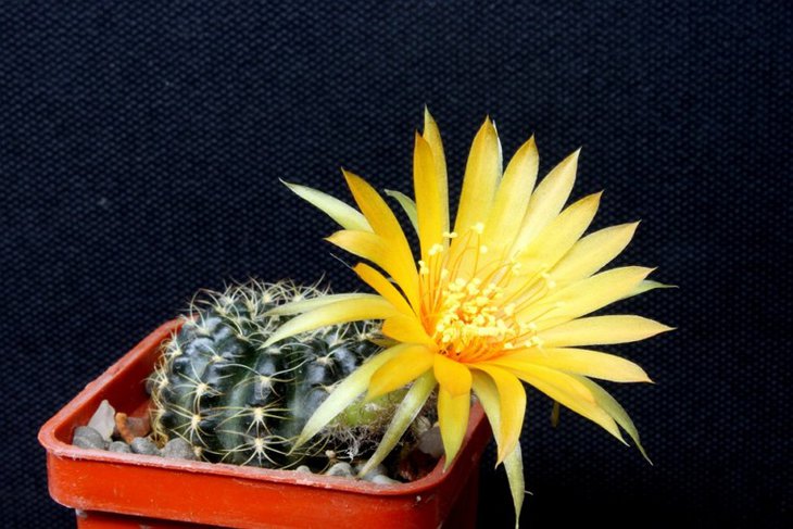 Lobivia arachnacantha R180 15.JPG