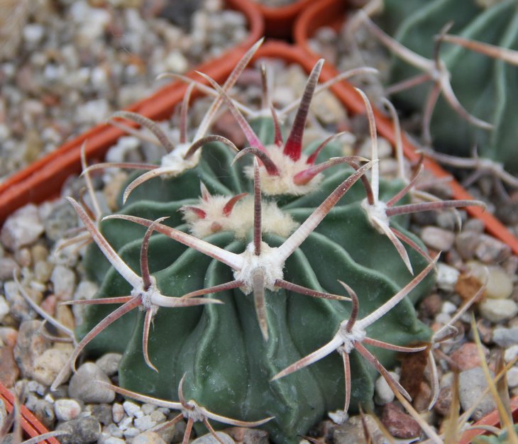 Echinocactus texensis KMR499 Zona del Silencio near privat rancho Dur