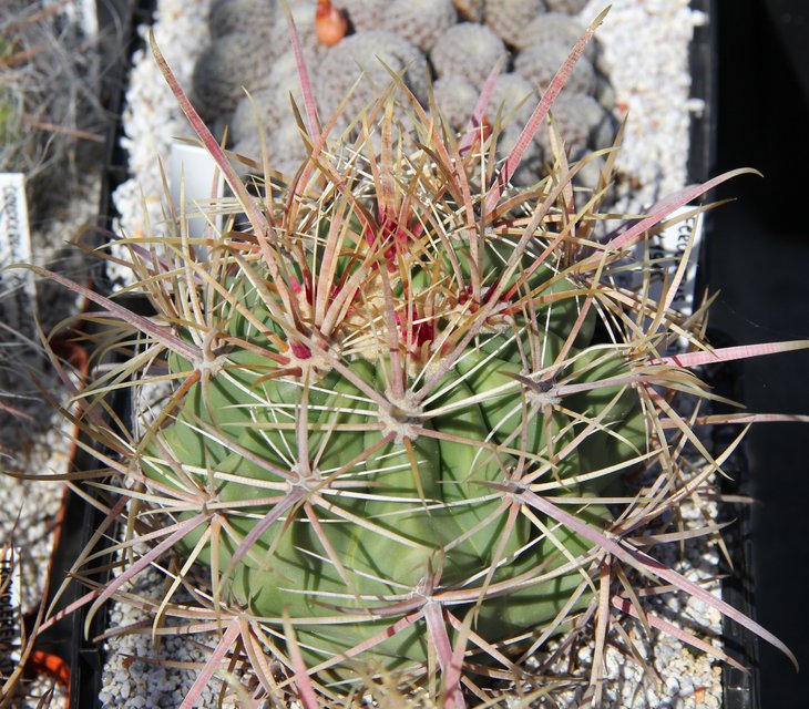 Ferocactus acanthodes v. hertrichii HK 1915