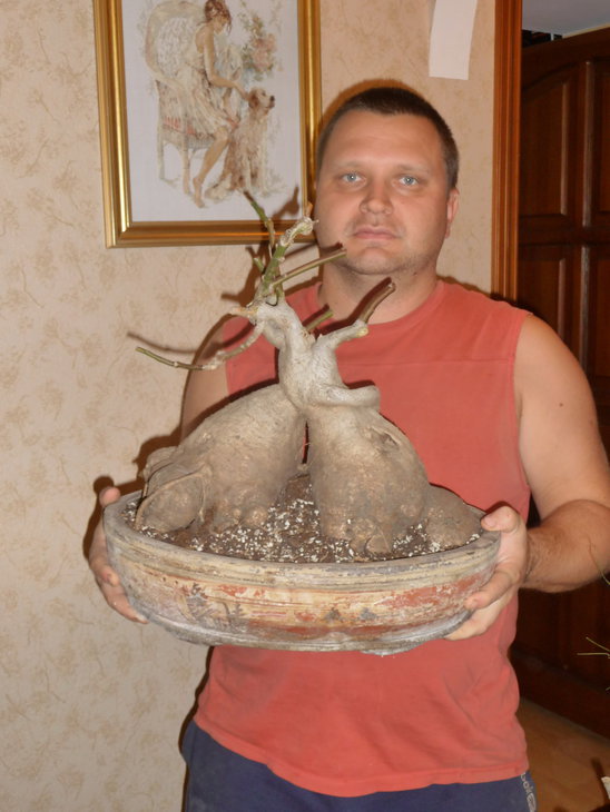 Ipomoea_platensis_my_1.JPG