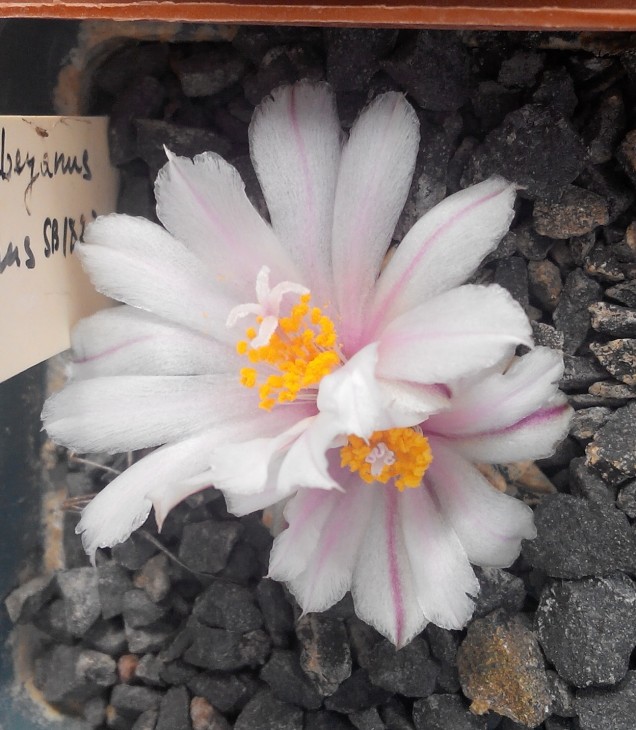 Ariocarpus kotschoubeyanus v albiflorus SB 1827