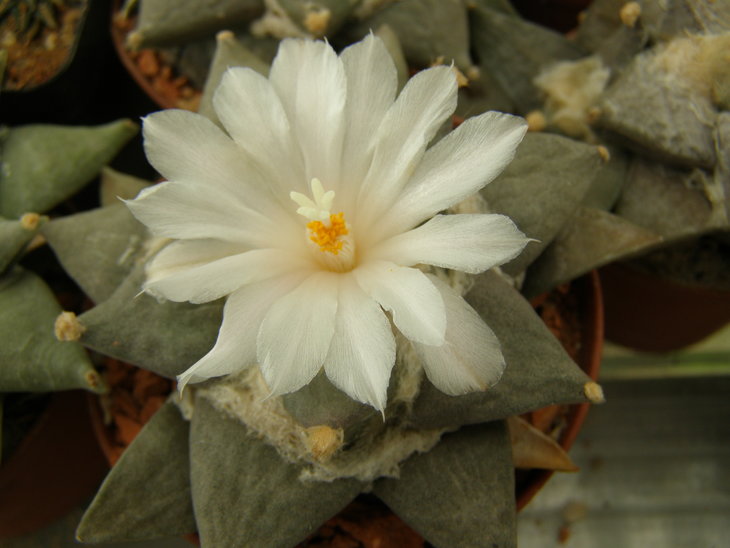 retusus