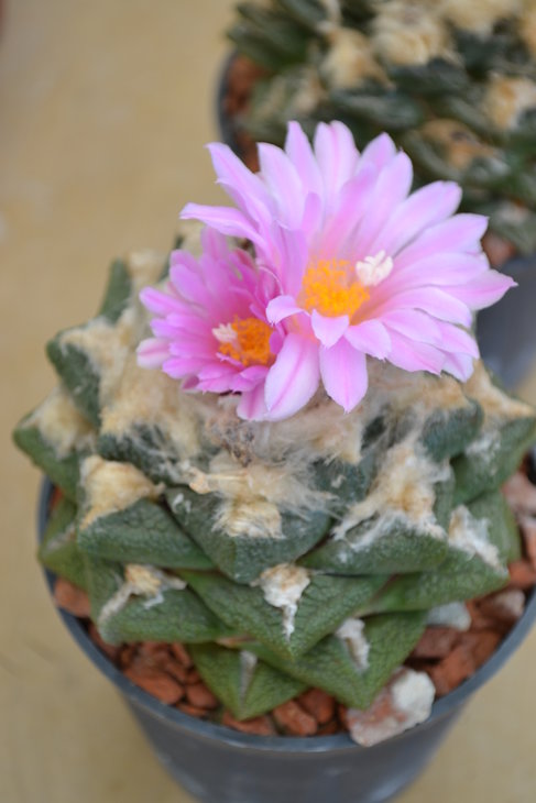 DSC_0041.JPG