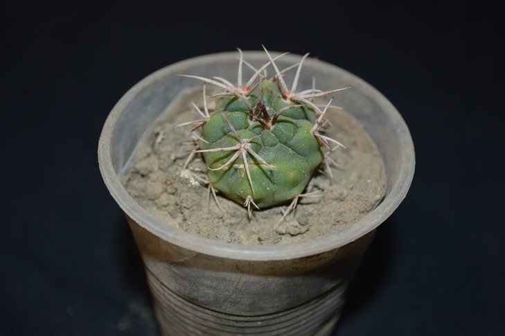 вроде бы Gymnocalycium