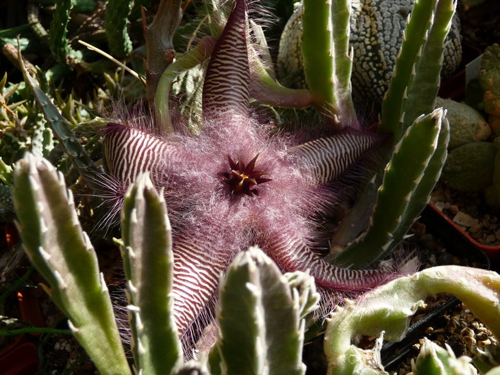 stapelia gettliffei_новый размер.JPG