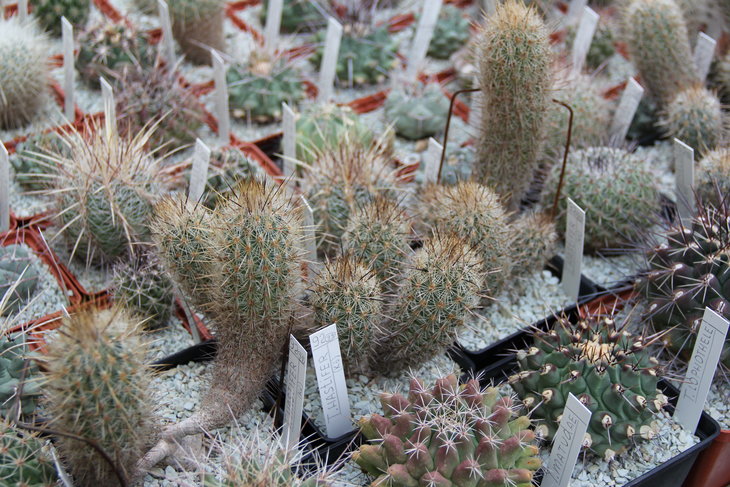 Thelocactus hastifer