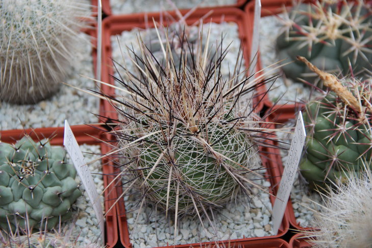 Thelocactus hexaedrophorus kvetae