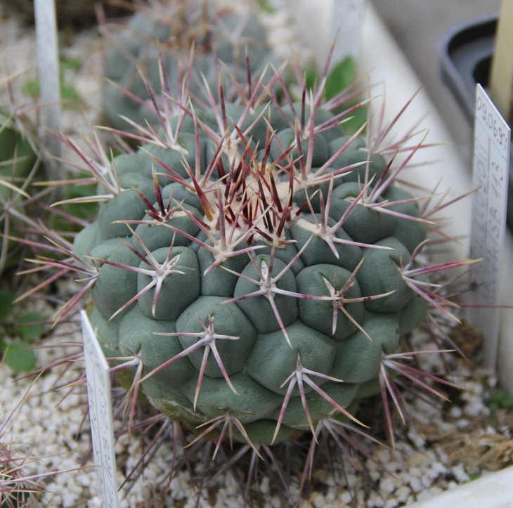 Thelocactus lloydii SB113