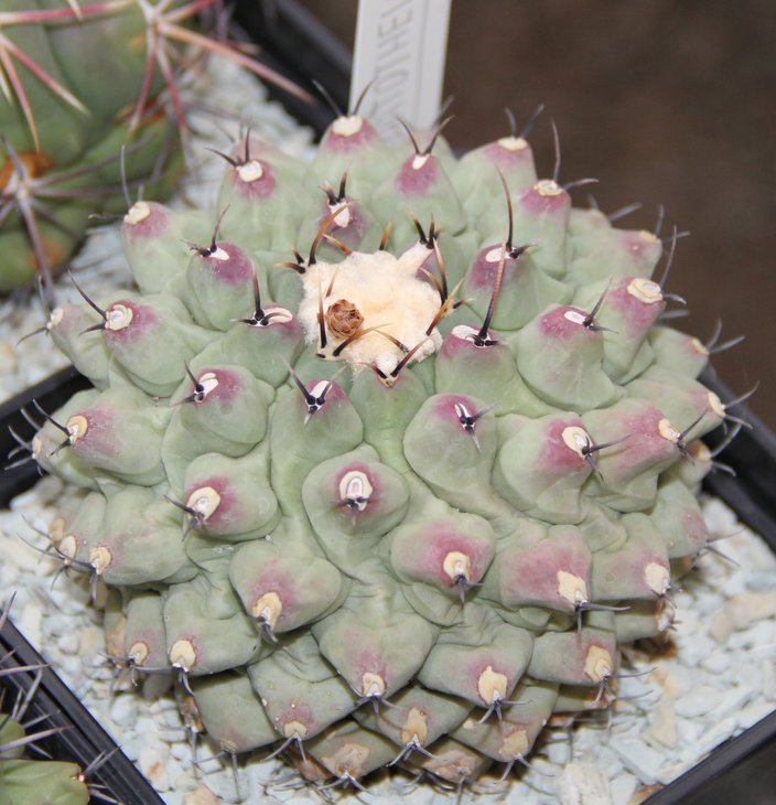 Thelocactus phymatotelos..