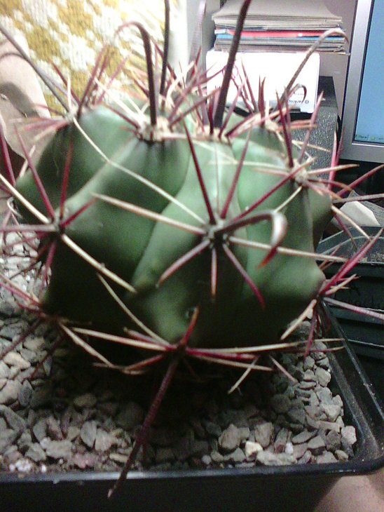 ferocactus 651