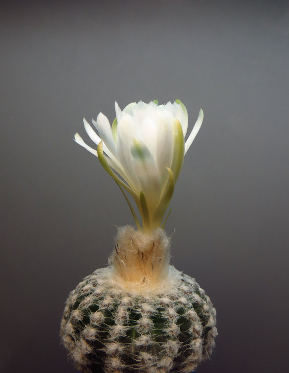 Discocactus horstii