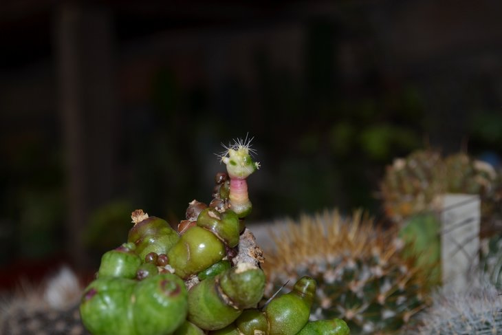 DSC_0106.jpg