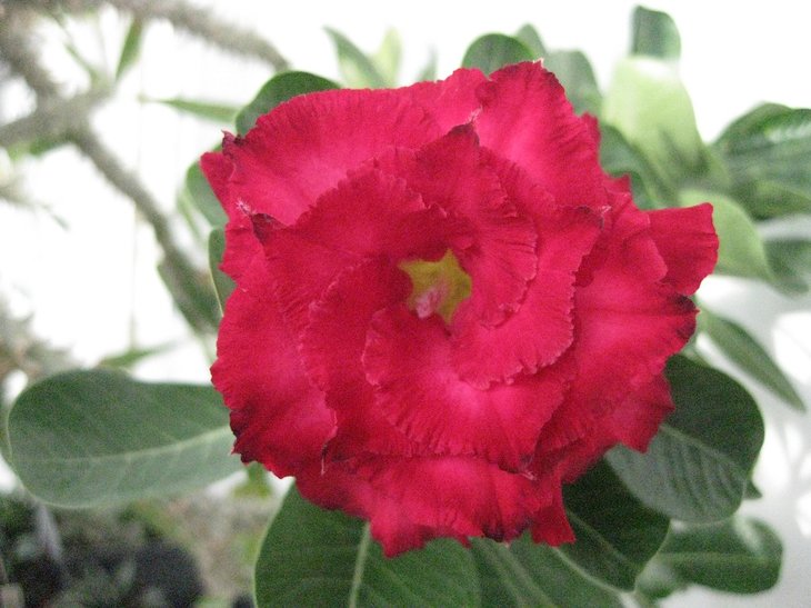 AMAZING ROSE сьогодні