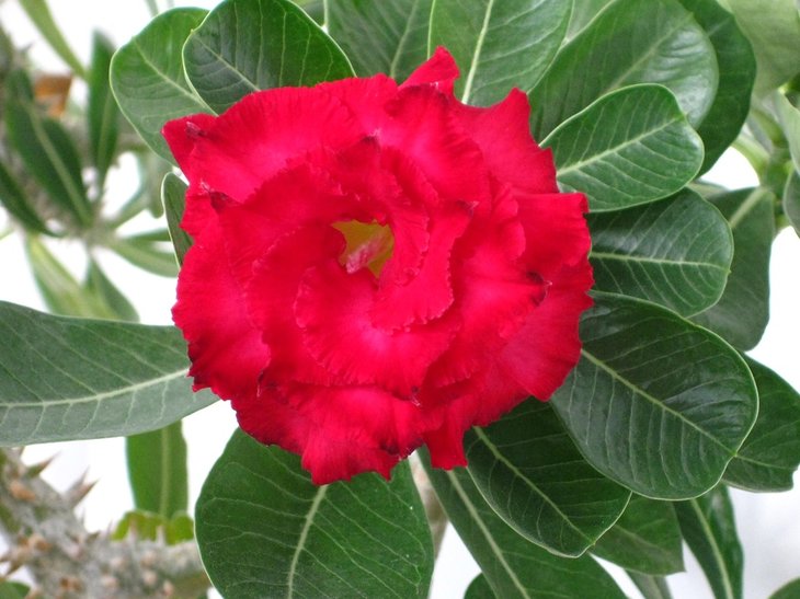 AMAZING ROSE сьогодні