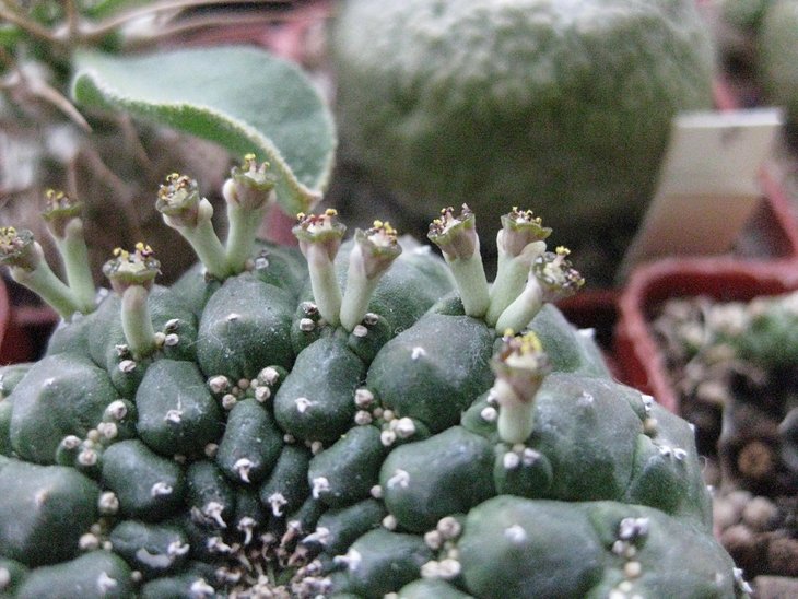 Euhorbia gymnocalycioides