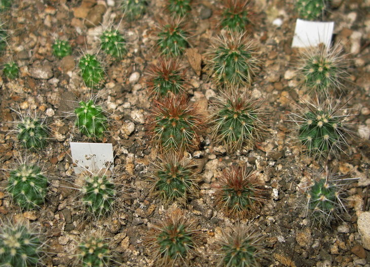 зимостійкі Echinocereus от С.Брека