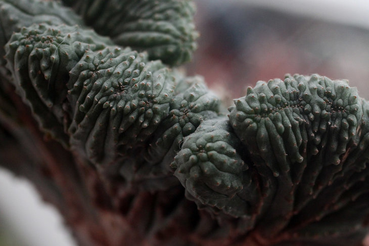 Euphorbia obesa (multiplex cristata)