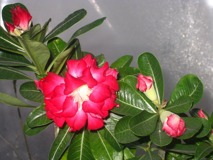 0IMG_9033.jpg