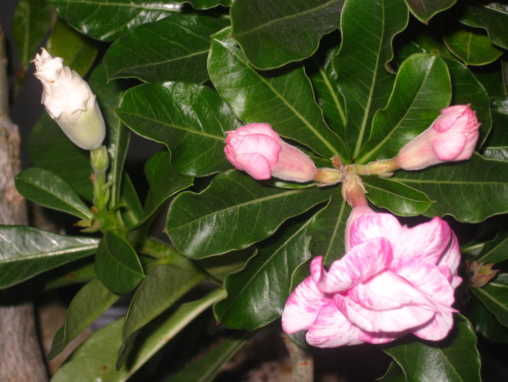0IMG_9032.jpg
