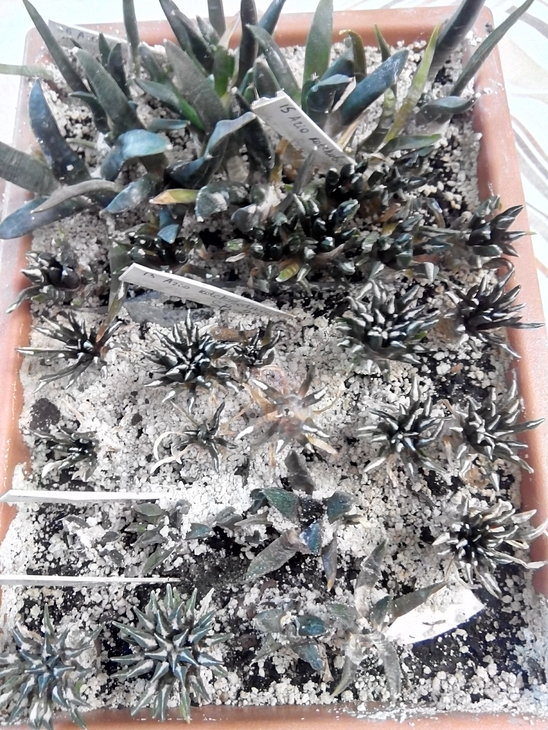 Ariocarpus_ss_ (1).jpg