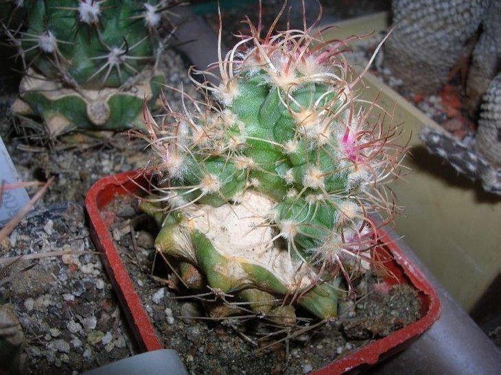 echinocactus parryi